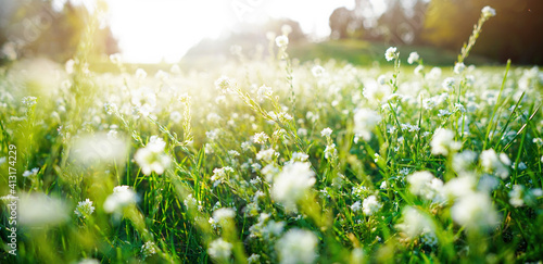 Summer spring  beautiful natural scenery. Blooming lush green grass in meadow outdoors. Small fluffy flowers in grass on nature, close-up.