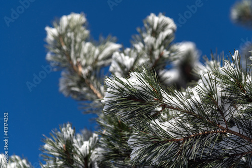 Fresh snow on pine branch.