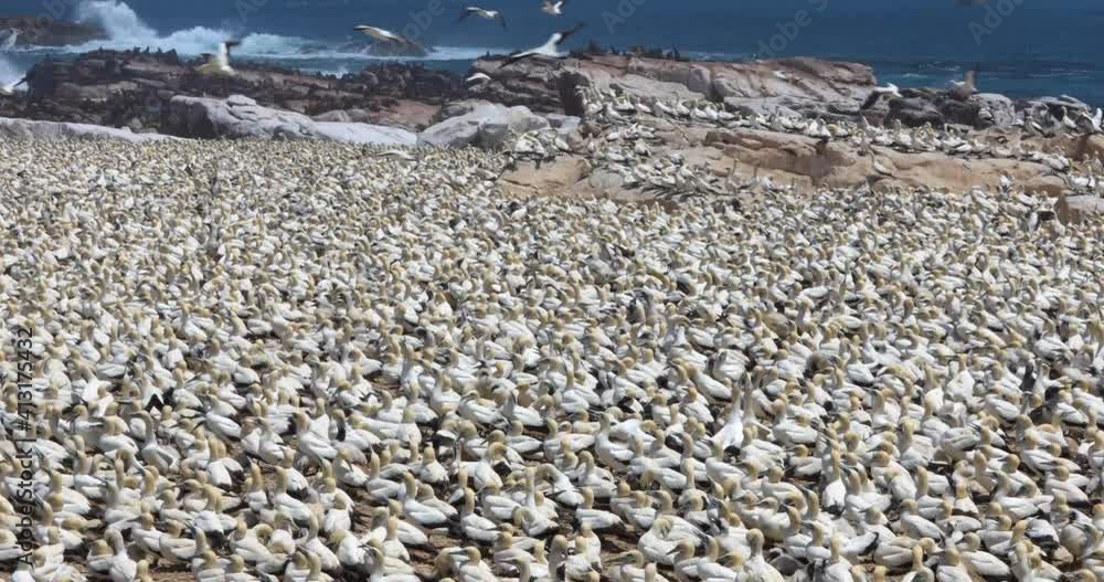 Bird Island, Lambert's Bay, South Africa, home to a colony of 20 000 Cape Gannets, a marine bird. Bird Island, Lambert's Bay, South Africa, home to a colony of 20 000 Cape Gannets, a marine bird.