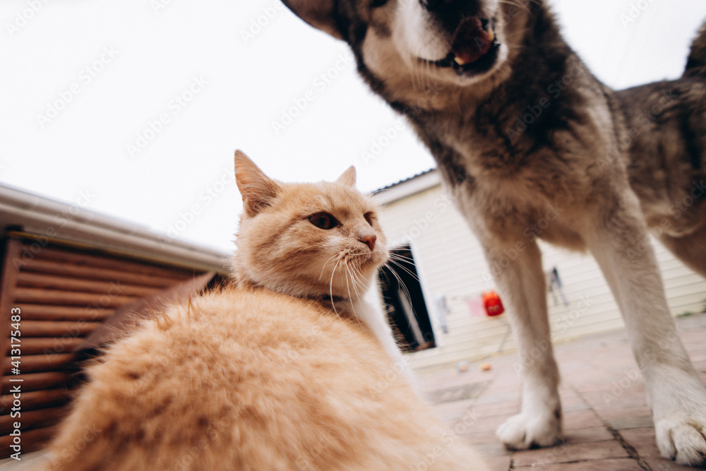 beautiful ginger cat and dog alaskan malamute play together, funny animals. blurry photo, no focus