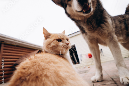 beautiful ginger cat and dog alaskan malamute play together, funny animals. blurry photo, no focus
