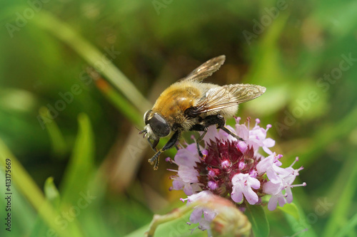 Shallow focus of a narcissus bulb fly on a flower photo