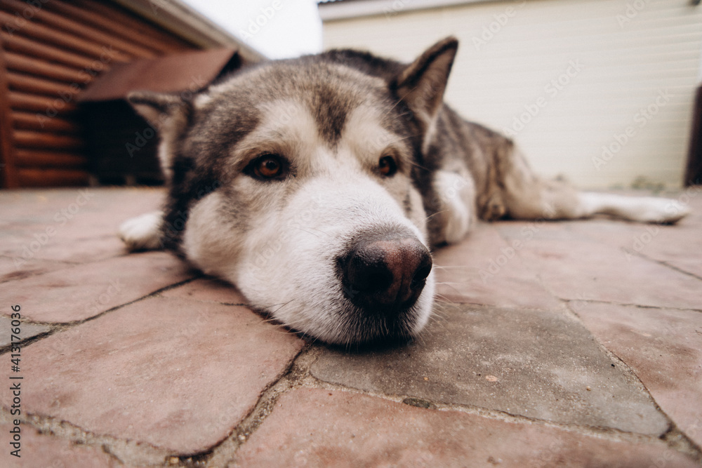 portrait of a dog Alaskan Malamute on a wide-angle lens, funny animal face, the main subject is out of focus portrait of a dog Alaskan Malamute on a wide-angle lens, funny animal face, the main subject is out of focus