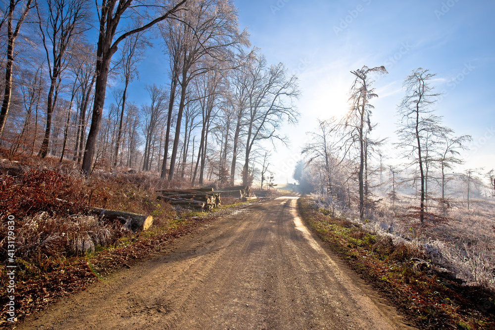 Fototapeta premium Frost forest trees and country road view