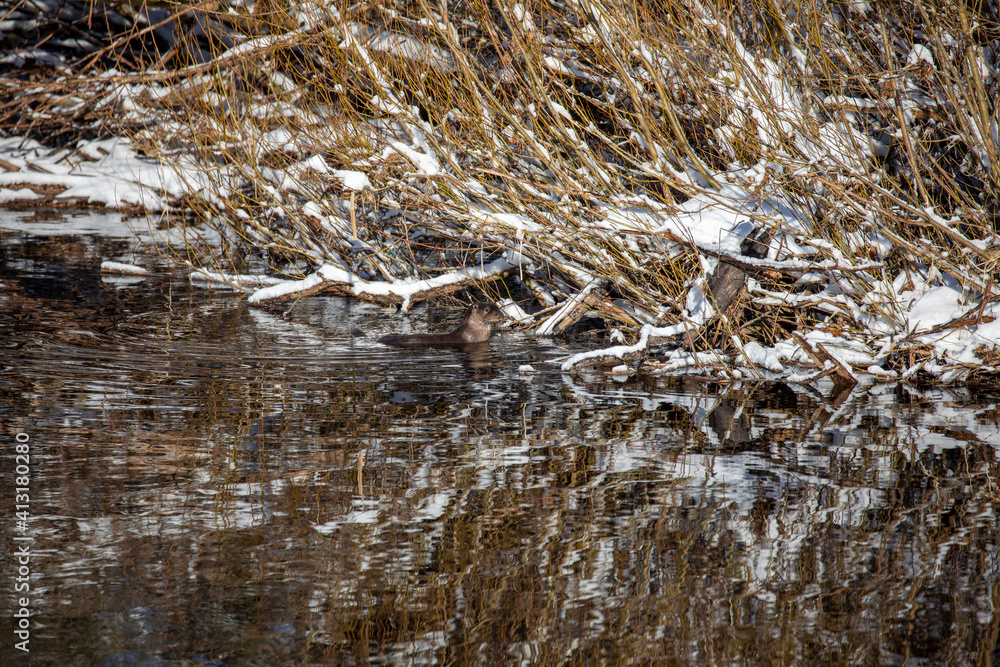 Eurasian otters, lutra lutra, in a river during winter with snow on bank and branches, taken in scotland.