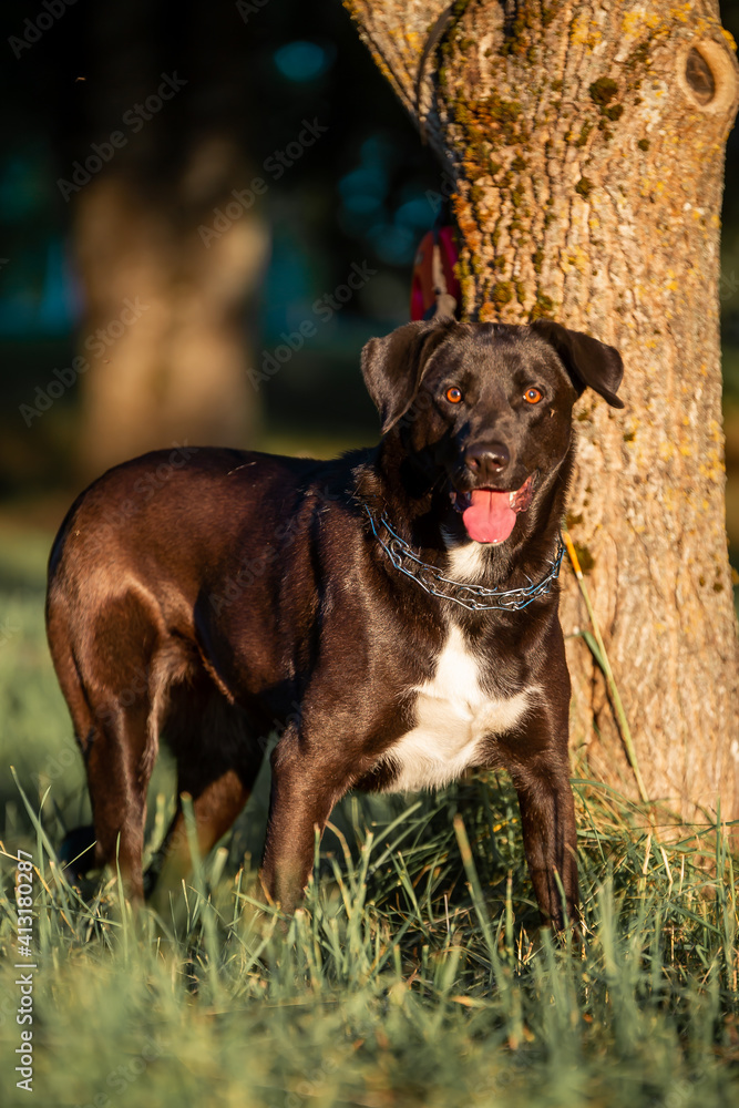 Portrait of black dog with red eyes at sunset golden hour in grass near tree