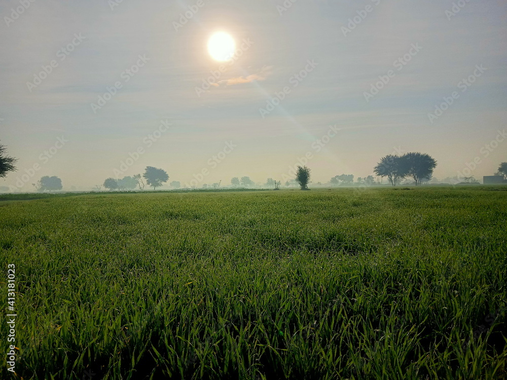 Sun Rise over the Wheat fields having fog drops on leafs of Wheat Crops, all over environment of Morning View looks so pretty. Sun Rise over the Wheat fields having fog drops on leafs of Wheat Crops, all over environment of Morning View looks so pretty.