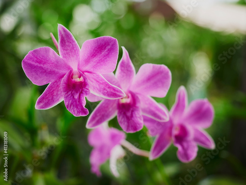 Orchid flower Garden outdoor Plant