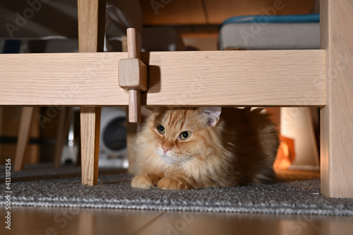 暗いところに隠れる猫（マンチカン）