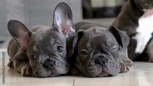 Small adorable french bulldog dog is sitting, looking at the camera, turning his head 