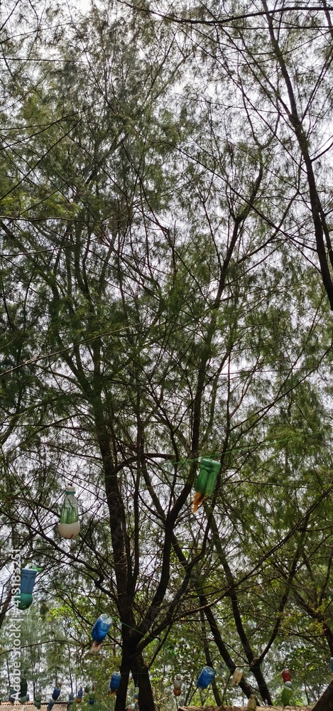 Obraz premium trees in the forest