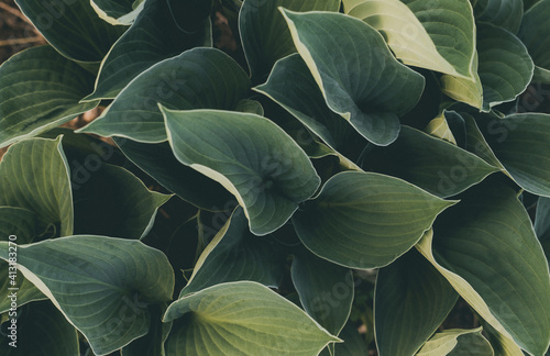 Green leaves in garden, natural leaf texture background, abstract pattern