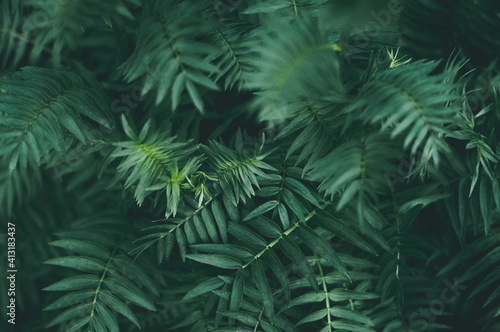 Tropical dark green leaves, abstract pattern leaf, nature background