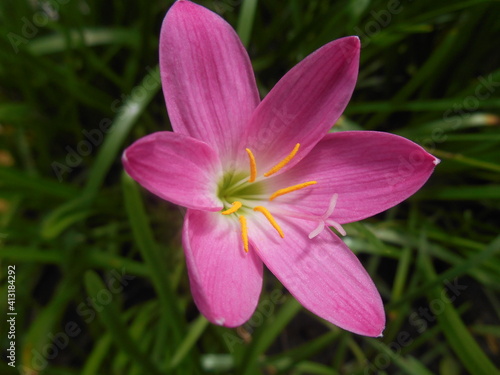 Fairy lily ( Zepyranthes)