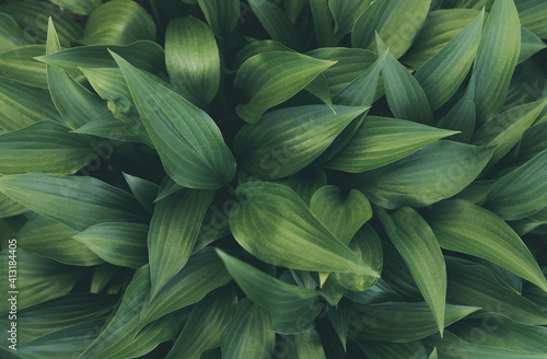 Tropical green leaves, abstract pattern natural background, nature texture leaf