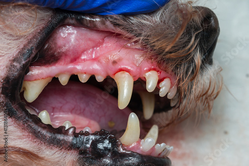 dog teeth after scaling © Todorean Gabriel