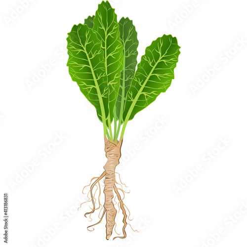 Canvastavla Horseradish root with green tops. Vector illustration