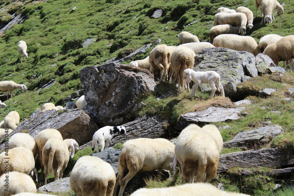 Fototapeta premium flock of sheep
