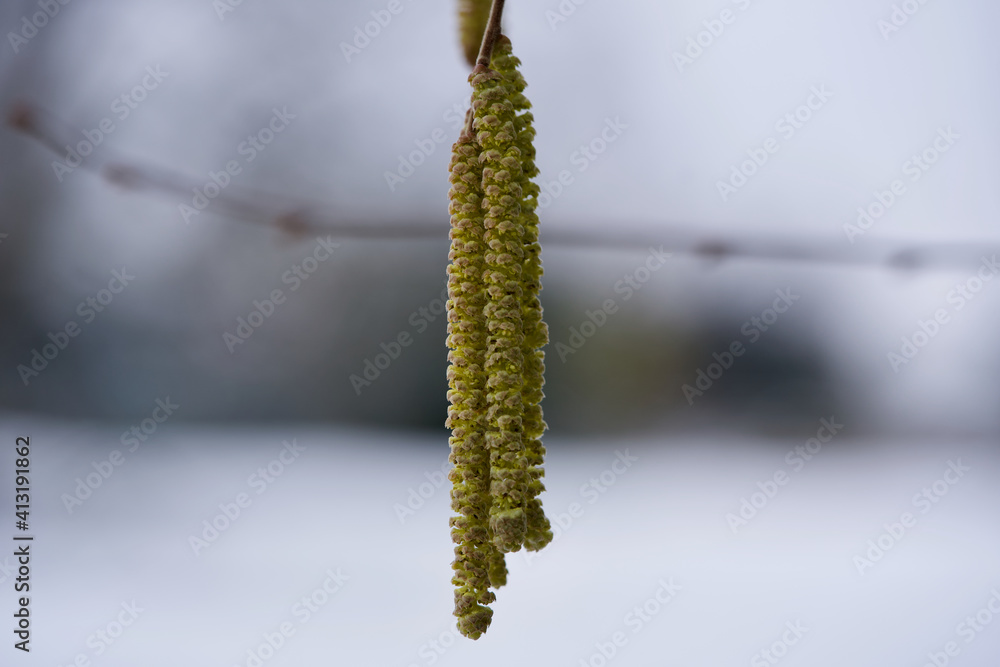 Hazel blossoms in winter, Zurich, Switzerland. Hazel blossoms in winter, Zurich, Switzerland.
