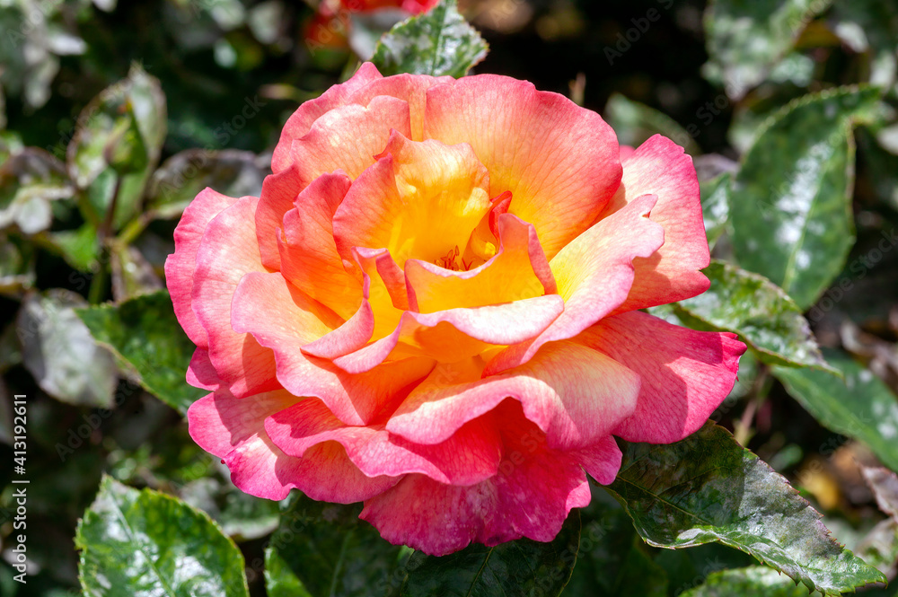 Rose Shelia's Perfume (rosa) a floribunda spring summer flowering plant with a yellow red summertime flower, stock photo image Rose Shelia's Perfume (rosa) a floribunda spring summer flowering plant with a yellow red summertime flower, stock photo image