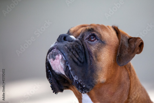 portrait of a boxer