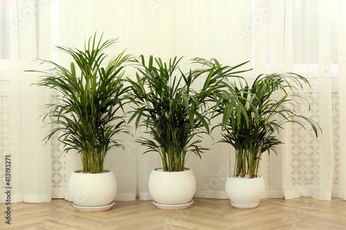 Exotic house plants on floor in room