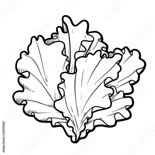 Inflorescence lettuce leaves linear drawing on white background