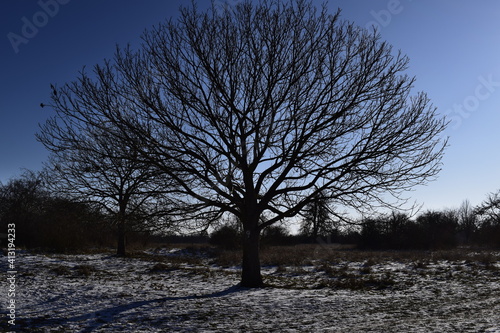 Prachtvoller Baum 