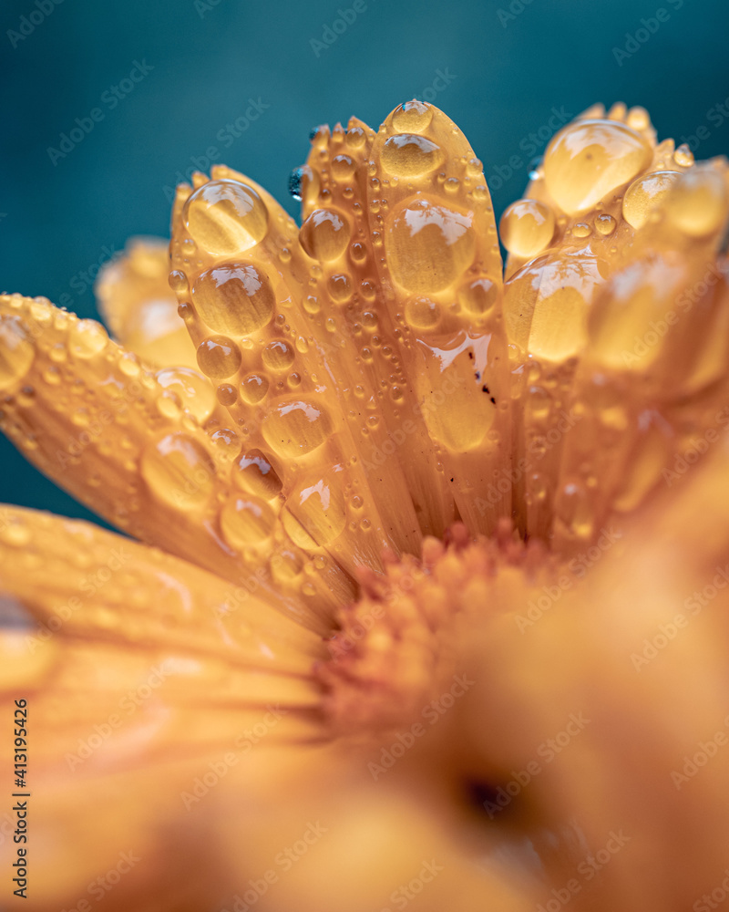 gotas de agua en una flor gotas de agua en una flor