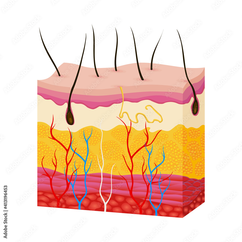Skin anatomy. Human body skin vector illustration with parts vein artery  hair sweat gland epidermis dermis and hypodermis. Human Cross-section of  the skin layers structure Stock Vector | Adobe Stock