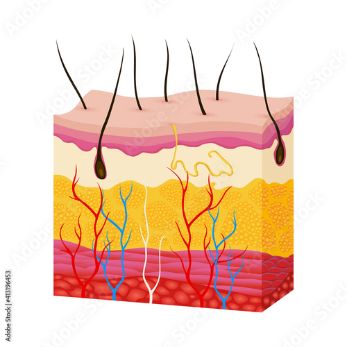 Skin anatomy. Human body skin vector illustration with parts vein artery hair sweat gland epidermis dermis and hypodermis. Human Cross-section of the skin layers structure