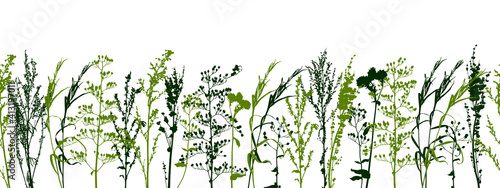 Seamless border with wild herbs - fresh grass isolated on white - green plants - herbal silhouettes for spring and summer natural design