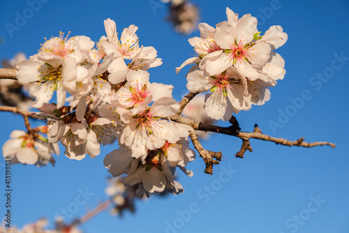 almond blossoms  Randa  Mallorca  Balearic Islands  Spain