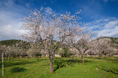 almond blossom, Caimari, Mallorca, Balearic Islands, Spain