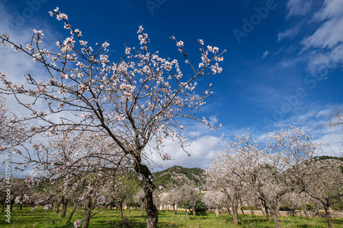 almond blossom, Caimari, Mallorca, Balearic Islands, Spain photo