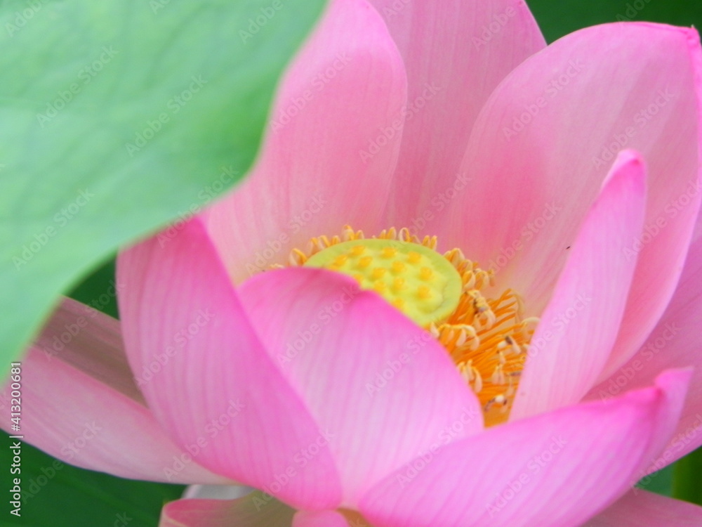 Lotus, Chiba, Japan