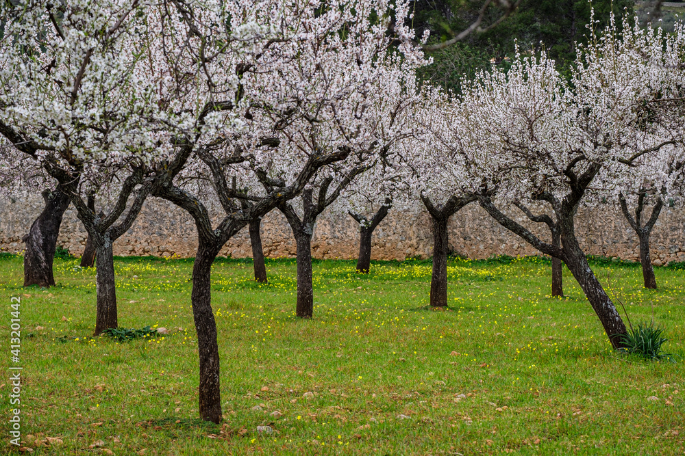 field of almond blossoms, Mancor de la Vall, Mallorca, Balearic Islands, Spain field of almond blossoms, Mancor de la Vall, Mallorca, Balearic Islands, Spain