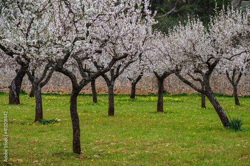 field of almond blossoms, Mancor de la Vall, Mallorca, Balearic Islands, Spain