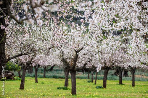 field of almond blossoms  Mancor de la Vall  Mallorca  Balearic Islands  Spain