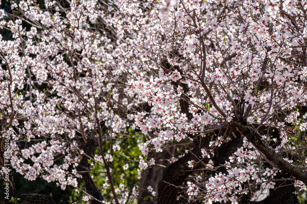 flowering almond tree, Bunyola, Mallorca, Balearic Islands, Spain
