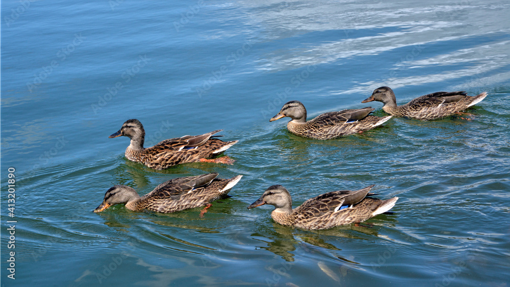 Group of female ducks mallard (Anas platyrhynchos) on water in France Group of female ducks mallard (Anas platyrhynchos) on water in France