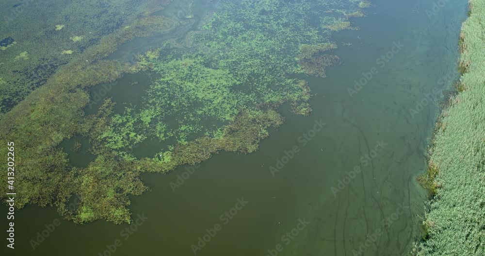 Aerial view of overgrown fishponds with water chestnut, Crna Mlaka Aerial view of overgrown fishponds with water chestnut, Crna Mlaka