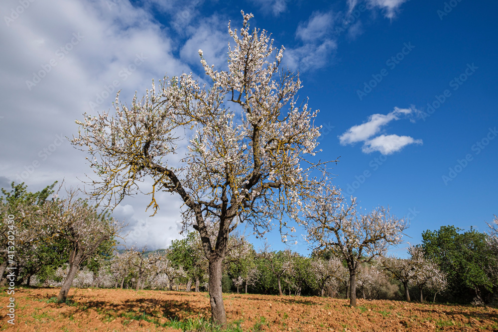 flowering almond tree, Bunyola, Mallorca, Balearic Islands, Spain flowering almond tree, Bunyola, Mallorca, Balearic Islands, Spain