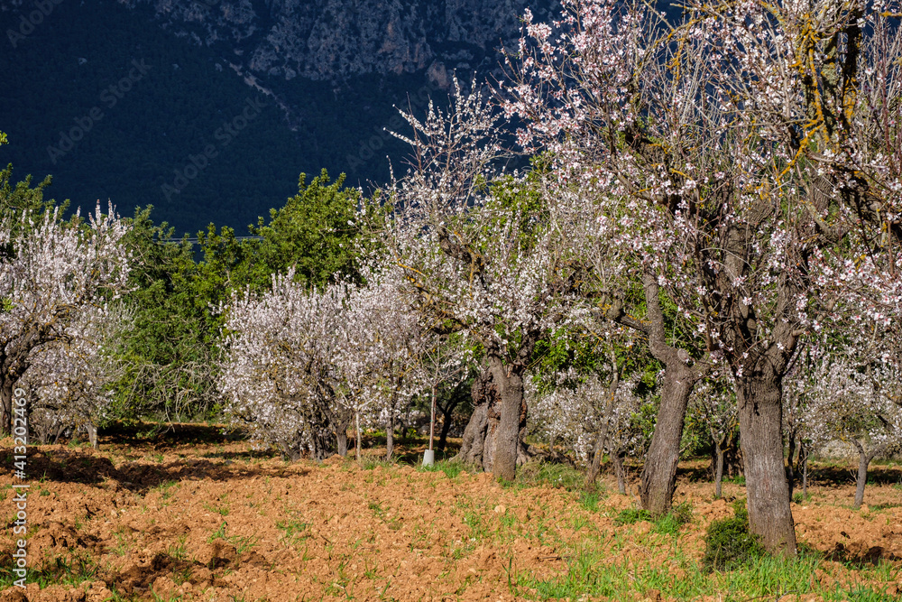 flowering almond tree, Bunyola, Mallorca, Balearic Islands, Spain flowering almond tree, Bunyola, Mallorca, Balearic Islands, Spain