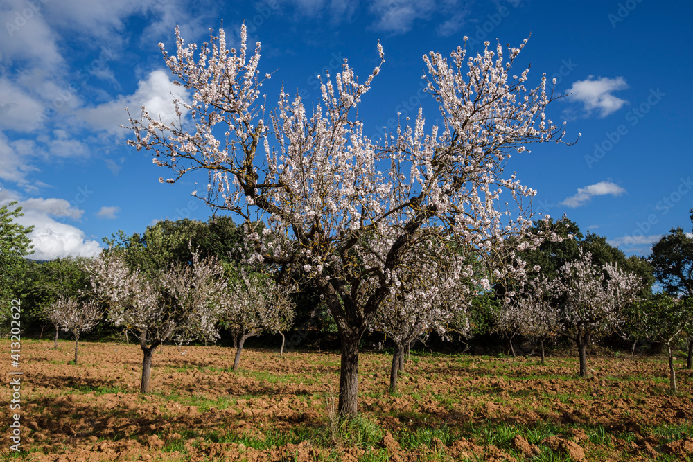 flowering almond tree, Bunyola, Mallorca, Balearic Islands, Spain flowering almond tree, Bunyola, Mallorca, Balearic Islands, Spain