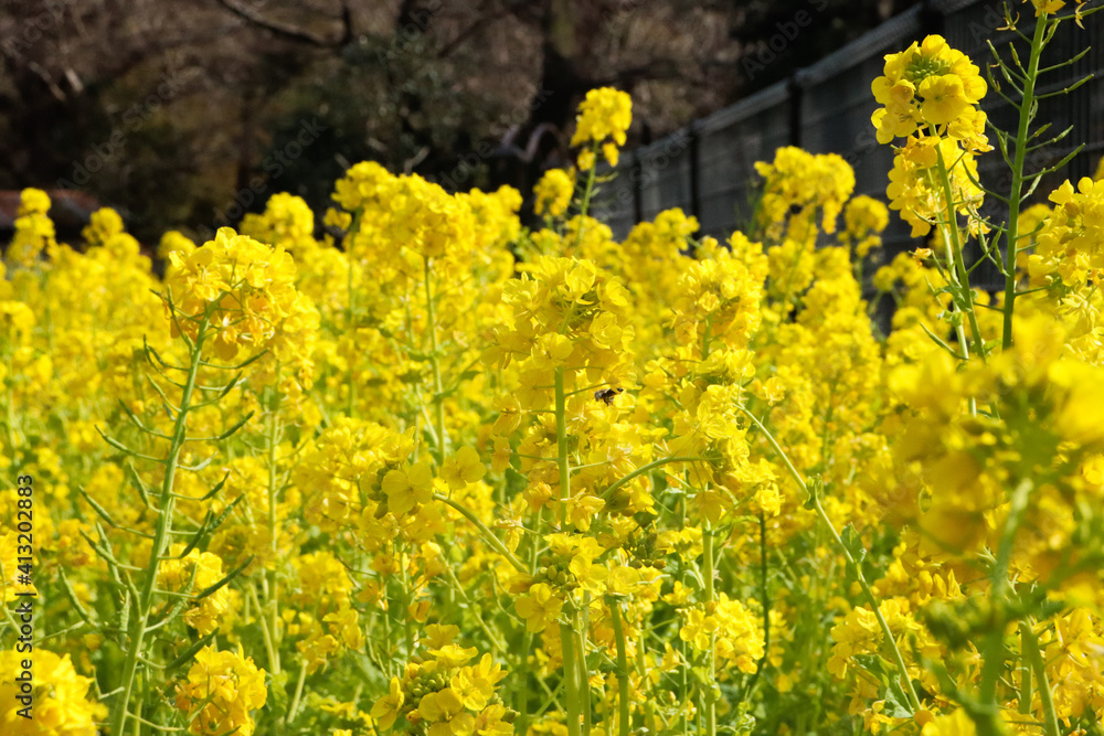 Obraz premium 菜の花 花 花畑 春 鮮やか 綺麗 美しい かわいい イエロー 満開 ガーデン 春