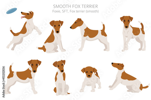 Smooth fox terrier clipart. Different poses, coat colors set. photo