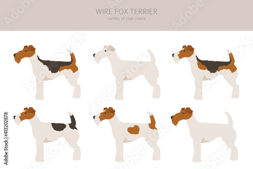 Wire fox terrier clipart. Different poses, coat colors set.