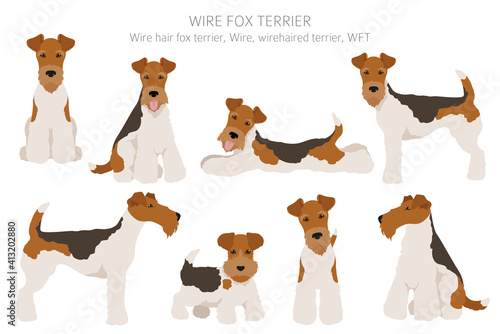 Wire fox terrier clipart. Different poses, coat colors set.