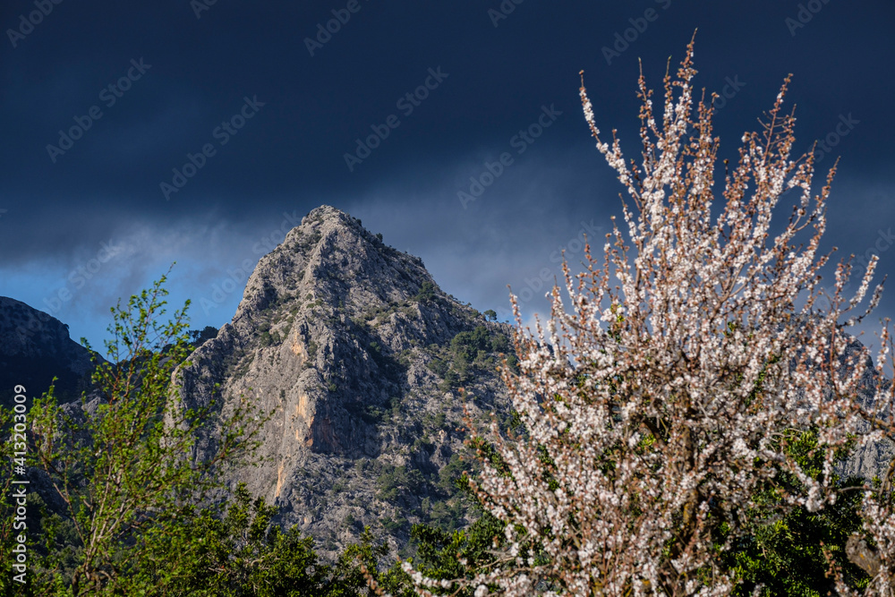 Sa Gubia peak and flowering almond tree, Bunyola, Mallorca, Balearic Islands, Spain Sa Gubia peak and flowering almond tree, Bunyola, Mallorca, Balearic Islands, Spain